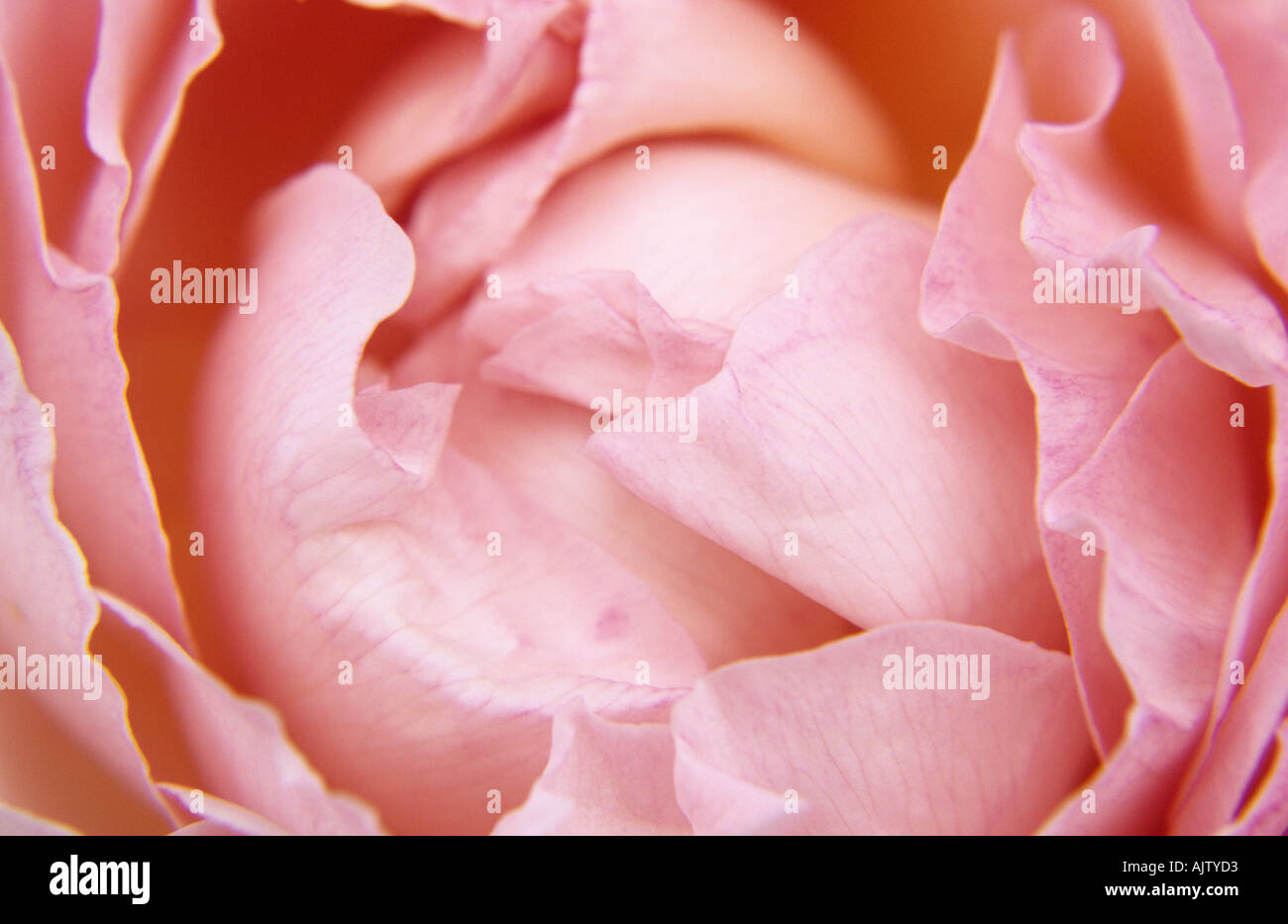 Chiudere fino al di sopra di un fiore di un pallido rosa rosa o Rosa Sharifa Assam Foto Stock