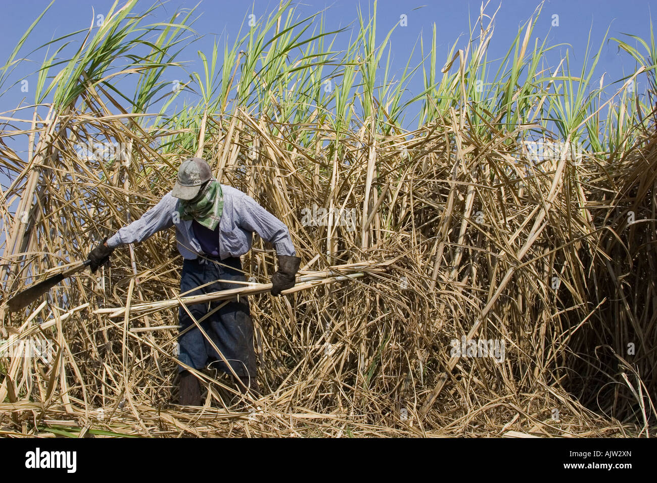Uomo di taglio della canna da zucchero per produrre metanolo in Sao Paulo stato - Brasile Foto Stock