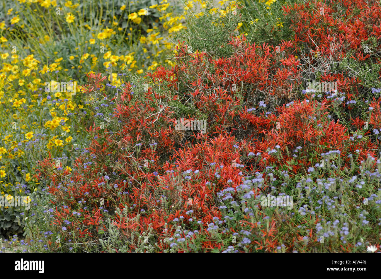 Chuparosa (Justicia californica) e altri fiori di campo Foto Stock