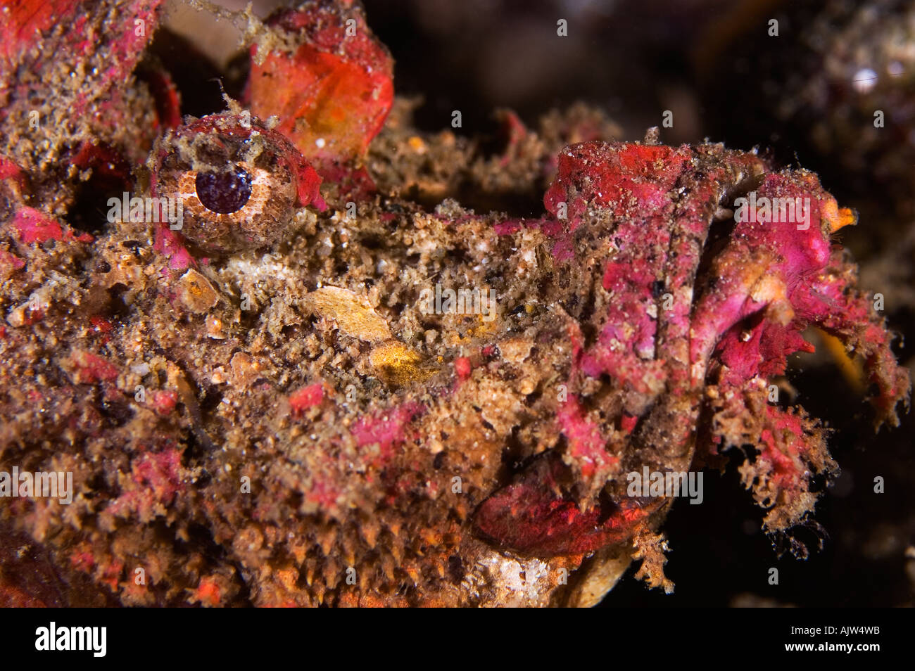 Spinosa Devilfish Inimicus didactylus divesite Basura Anilao Batangas Filippine Oceano Pacifico Foto Stock