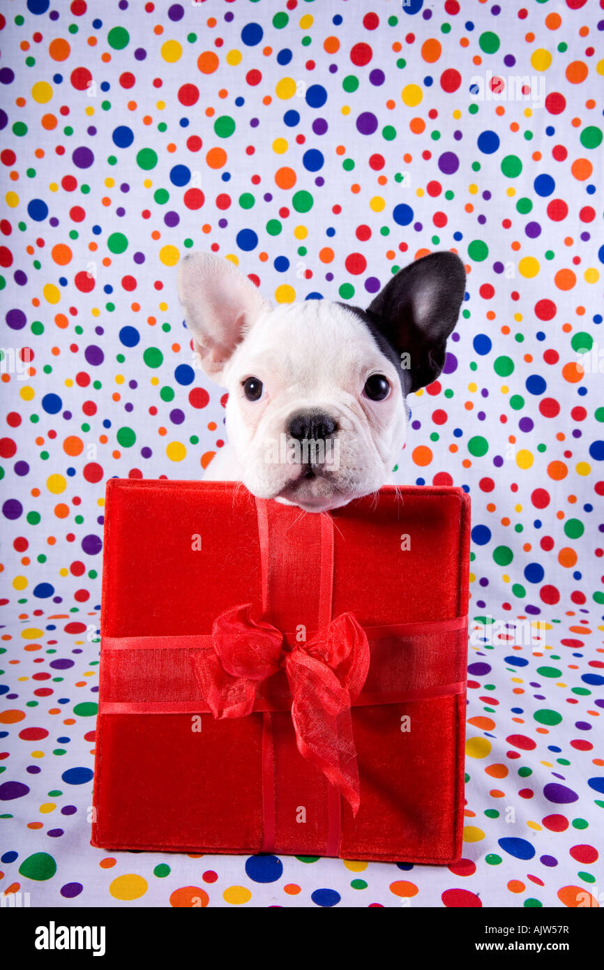 Bulldog francese cucciolo arcobaleno su sfondo colorato e con il rosso  regalo di compleanno Foto stock - Alamy