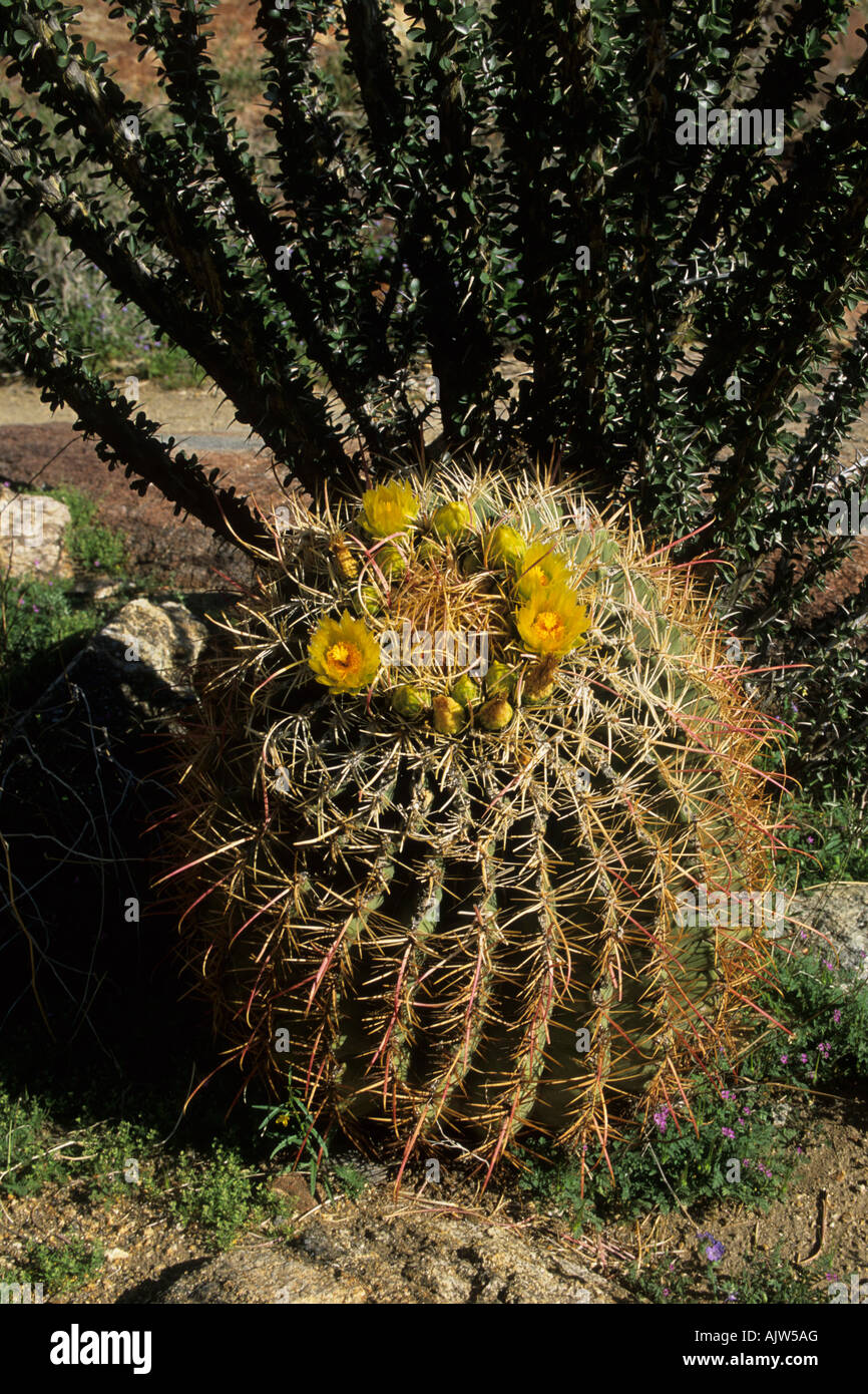 Barrel cactus in fiore Foto Stock