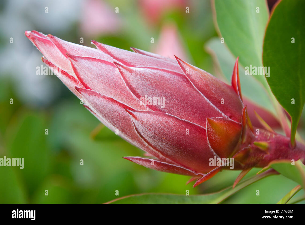 Un fiore di protea varietà Piccolo Principe Foto Stock