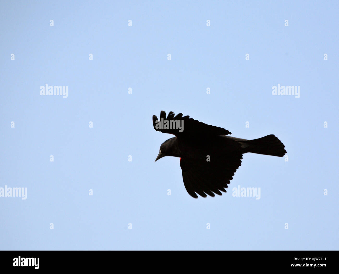 Red winged Blackbird in volo Foto Stock