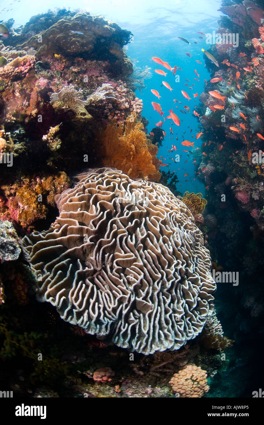 Filtro magico immagini e fotografie stock ad alta risoluzione - Alamy