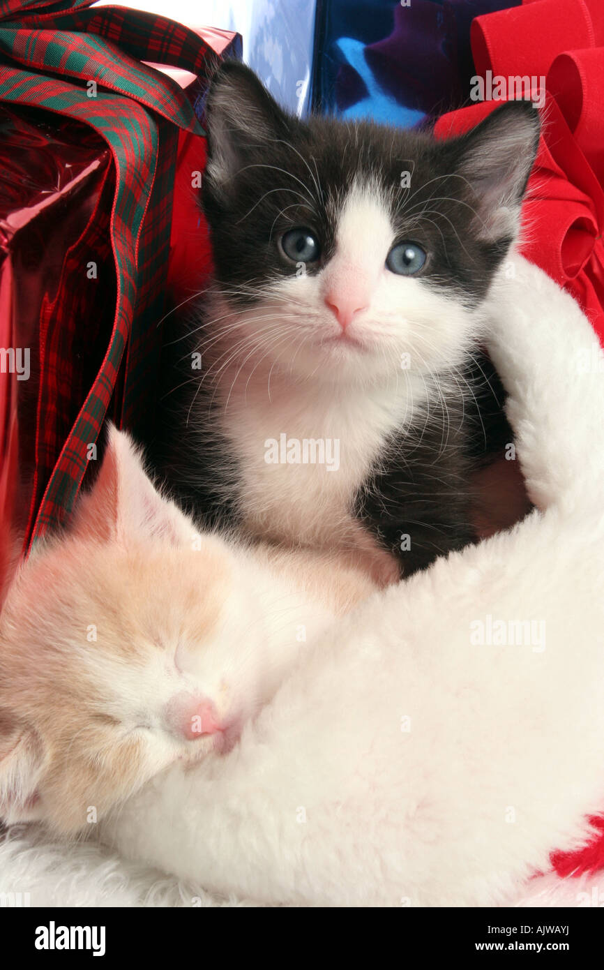 Due gattini tra i regali di Natale Foto Stock