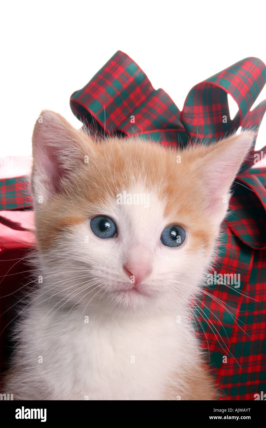 Tan e bianco gattino con regali di Natale durante la stagione delle vacanze Foto Stock