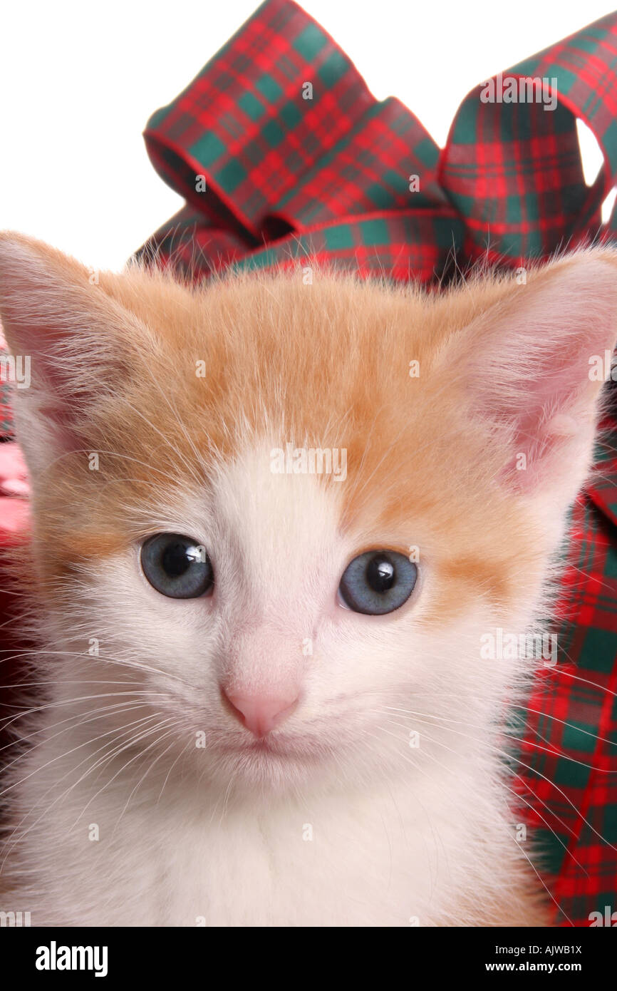 Arancione e bianco gattino come un regalo di Natale durante la stagione delle vacanze che farà qualche bambino o bambini molto molto happ Foto Stock