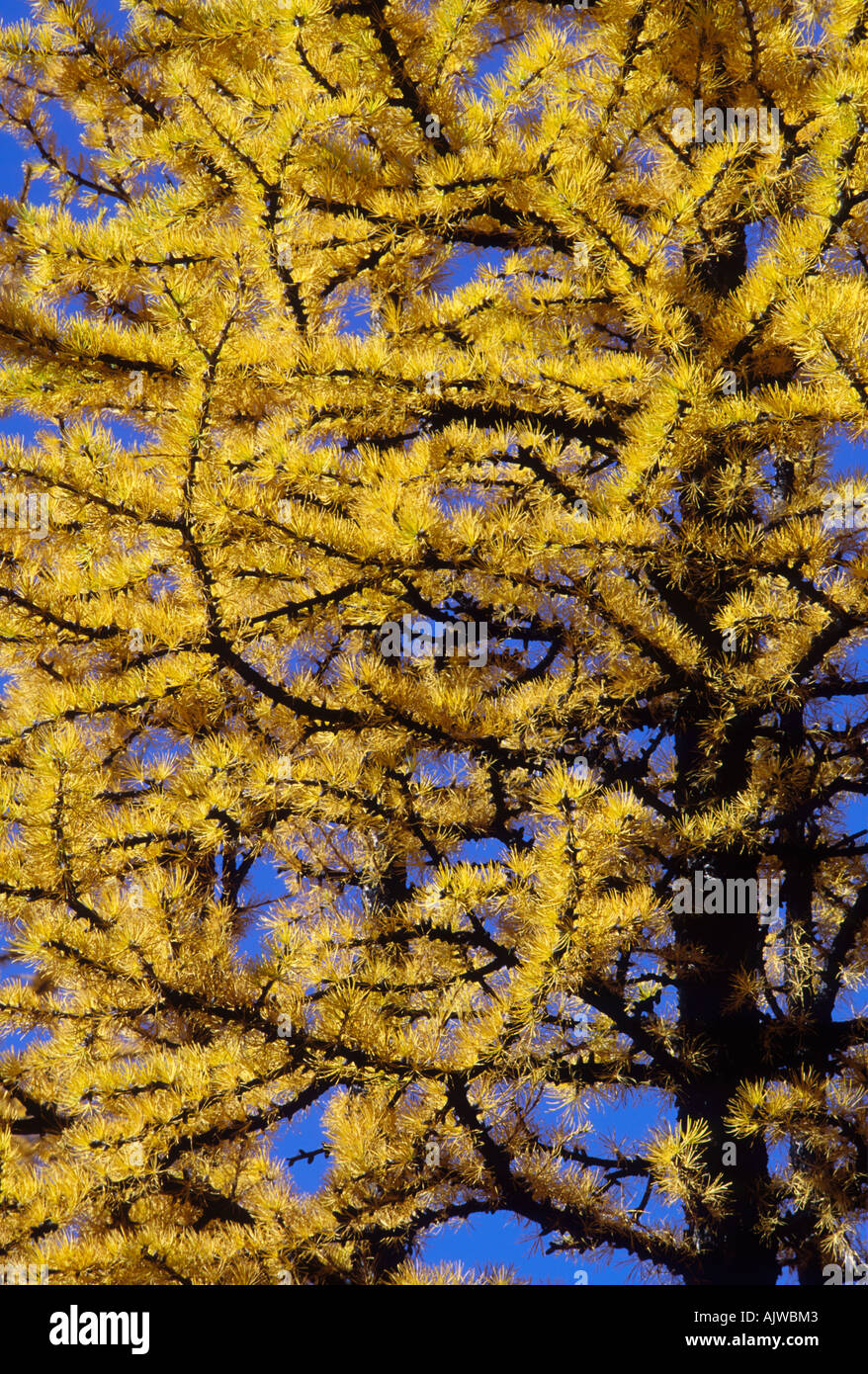 Larice subalpino, Larix lyalli, in autunno. I larici sono le conifere che cadere le loro aghi in autunno. Foto Stock