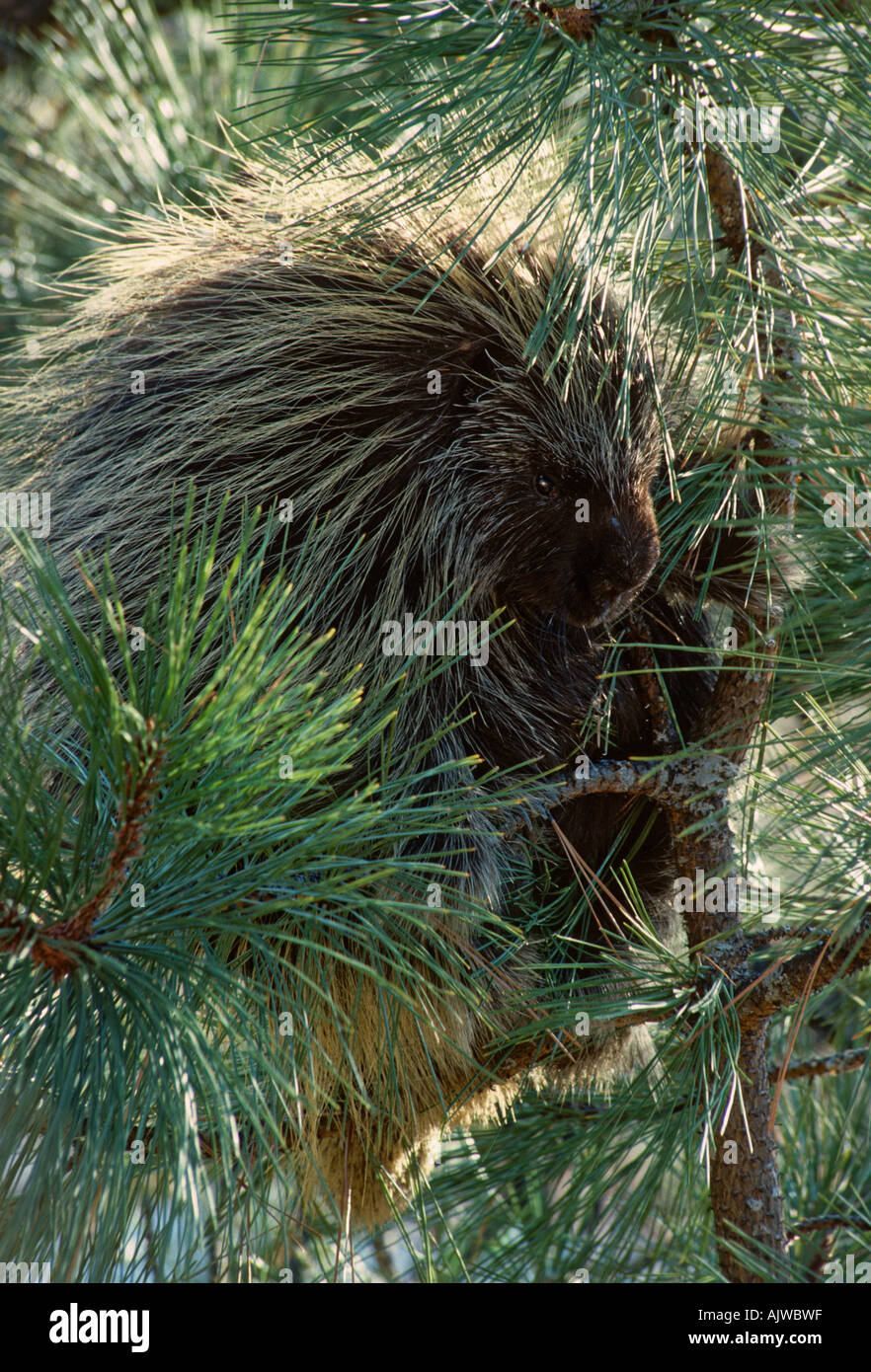 Istrice, Erethizon dorsatum, in un albero di pino, ponderosa pine Foto Stock