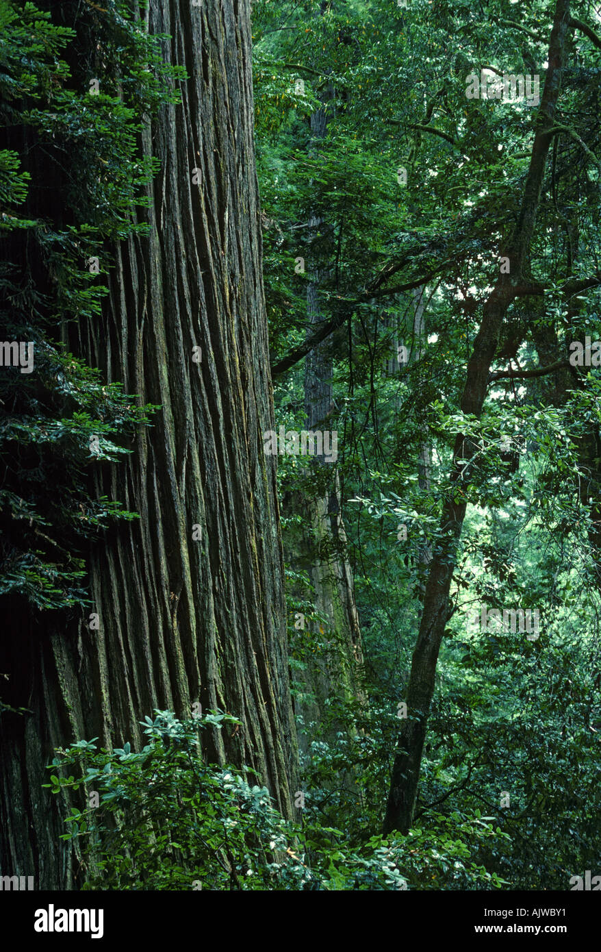 Massiccio del vecchio crescita' coast redwood tronco, Sequoia sempirvirens, Tall Tree Grove, Parco Nazionale di Redwood in California Foto Stock