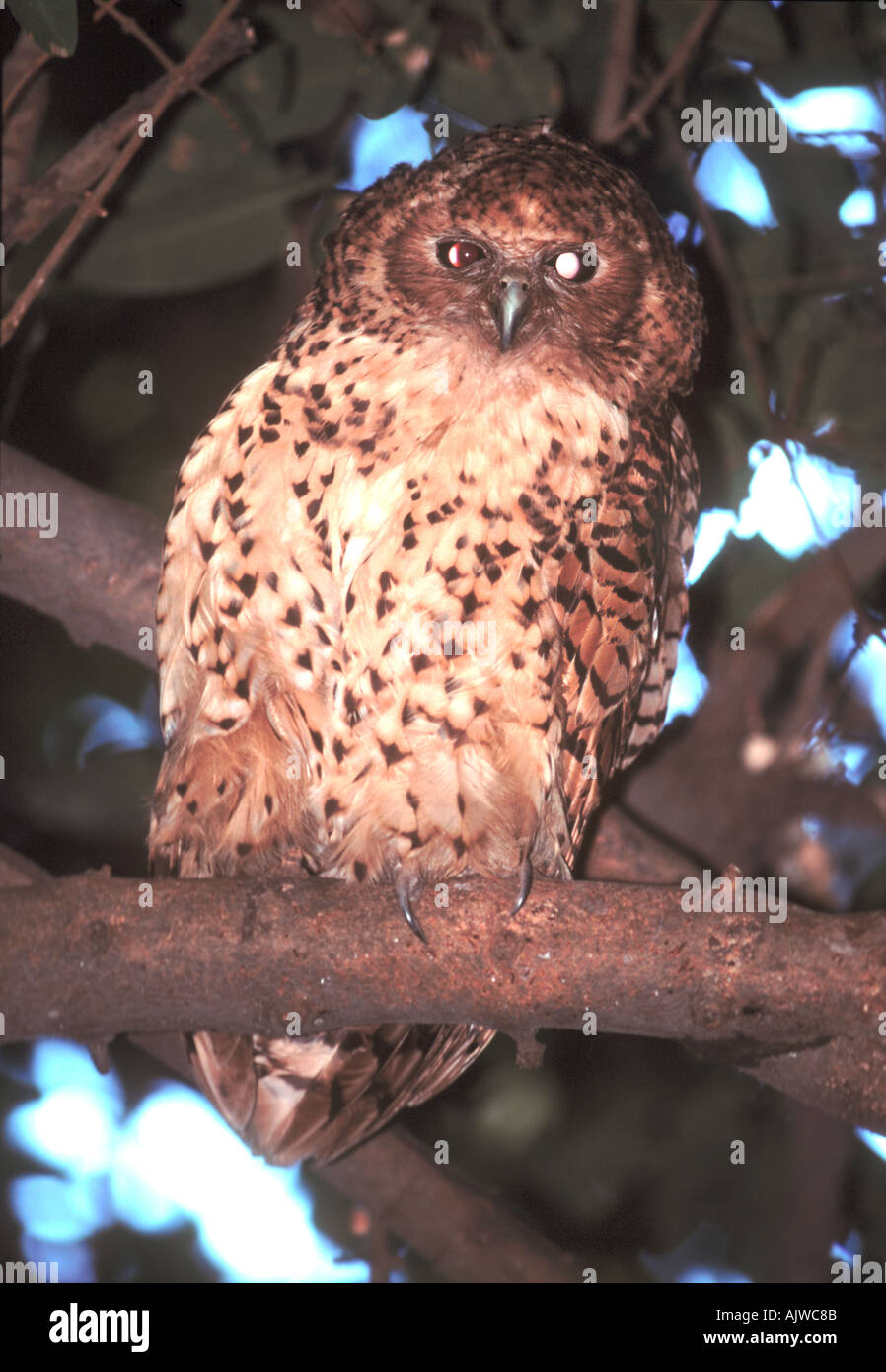 Pell s Fishing Owl Botswana Foto Stock
