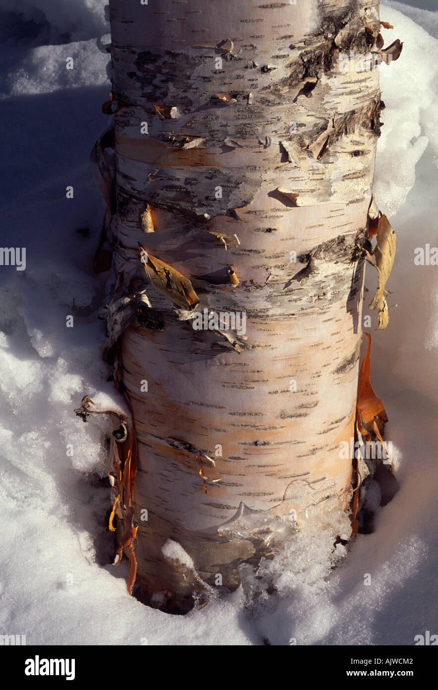 Peeling corteccia bianco della carta betulla Betula papyrifera, tronco con la neve Foto Stock