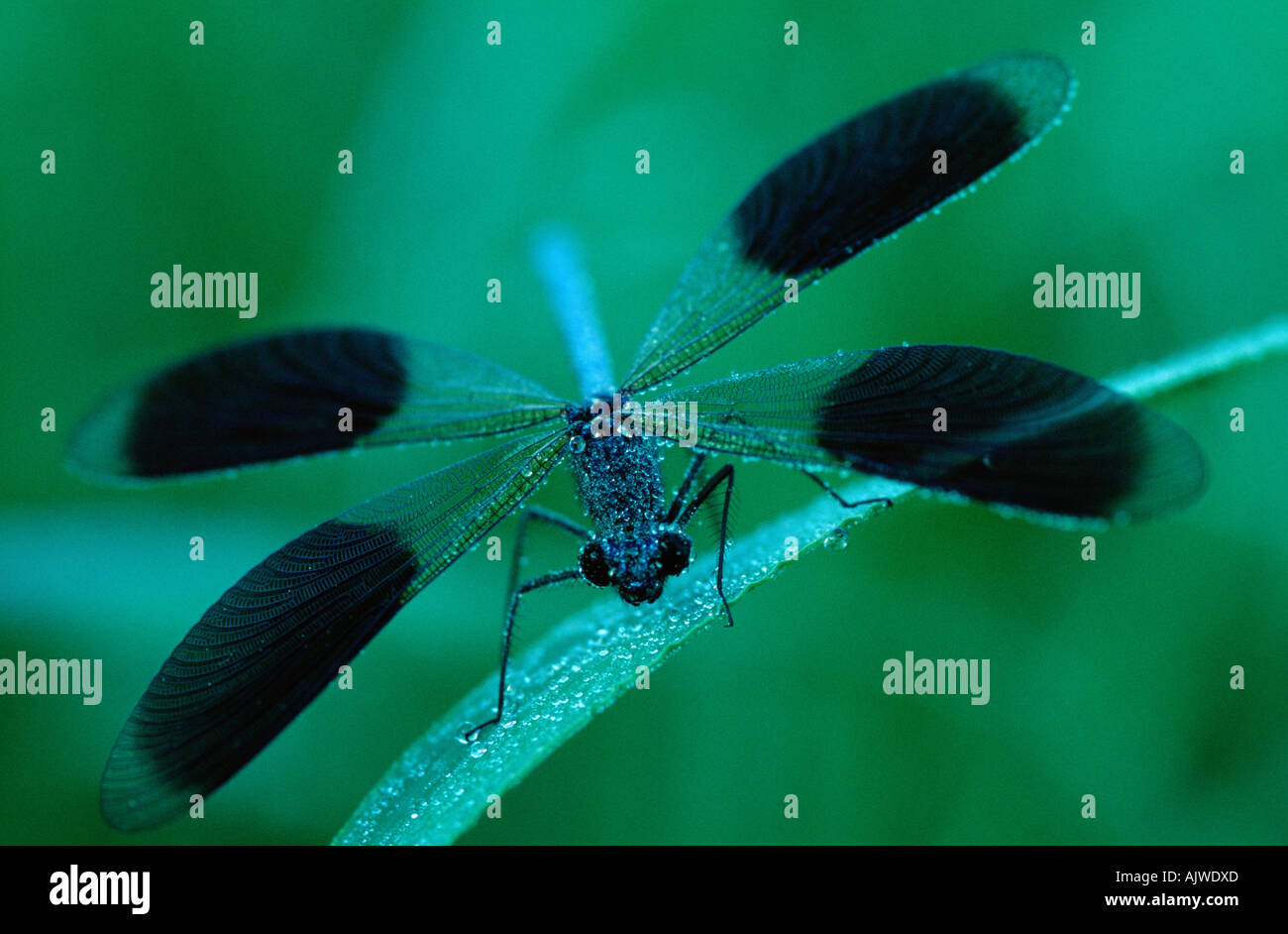 Nastrare Blackwing / Agrion nastrati Foto Stock