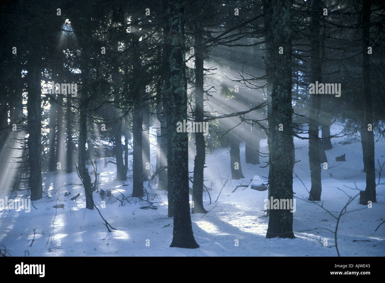 Shafs di sulight versando attraverso la pineta in snow Auvergne Francia Foto Stock