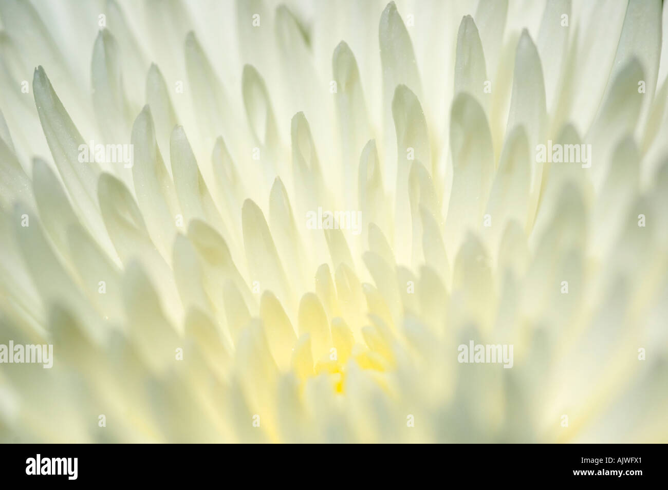 Macro orizzontale stretta fino al centro di un ragno bianco crisantemo fiore. Foto Stock