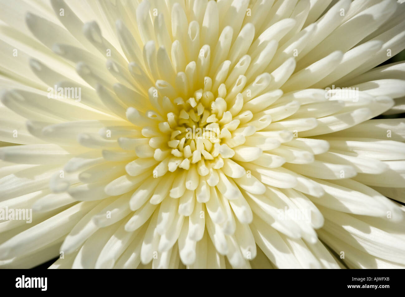 Macro orizzontale stretta fino al centro di un ragno bianco crisantemo fiore. Foto Stock