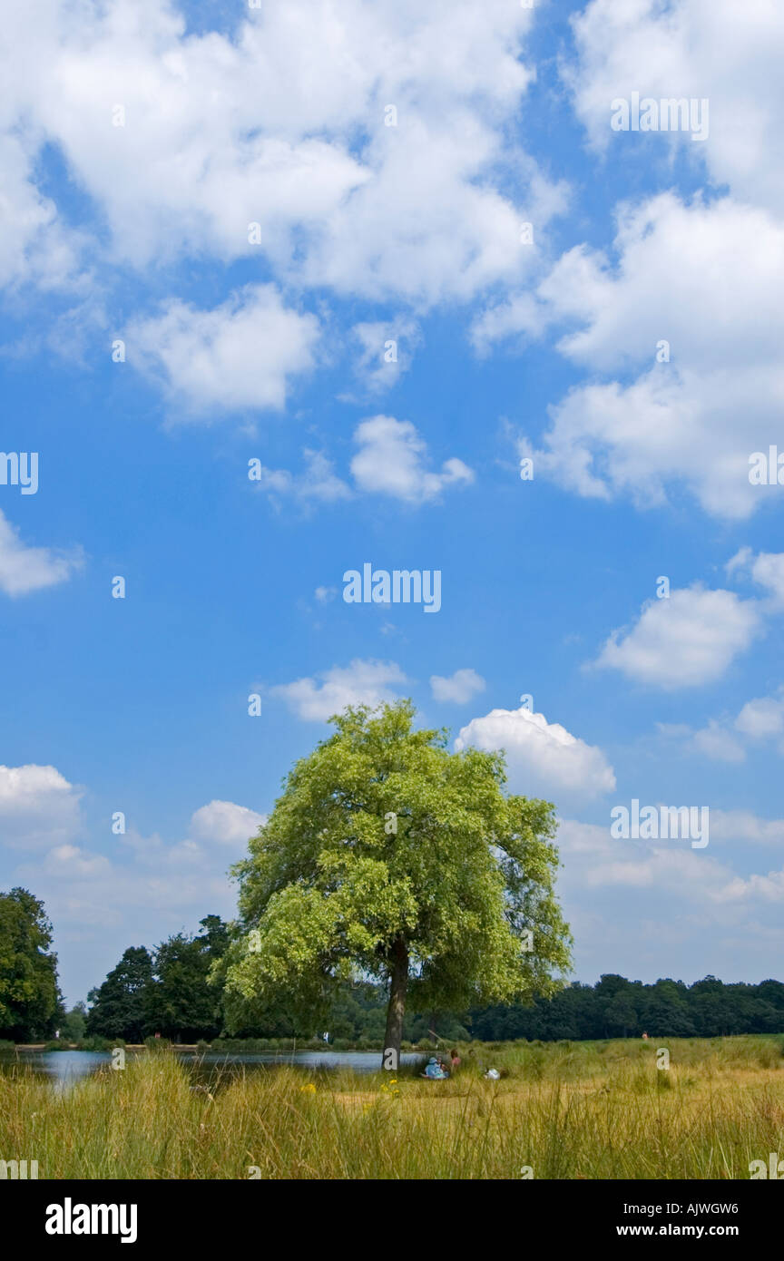 Verticale ad angolo ampio paesaggio della vista attraverso gli stagni della penna in Richmond Park in una giornata di sole. Foto Stock