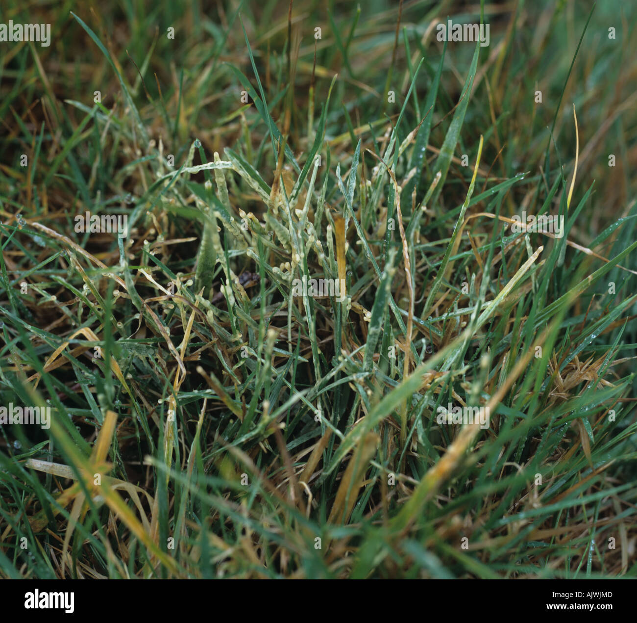 Appena formati dello stampo di fango su turfgrass su una mattina umido Foto Stock
