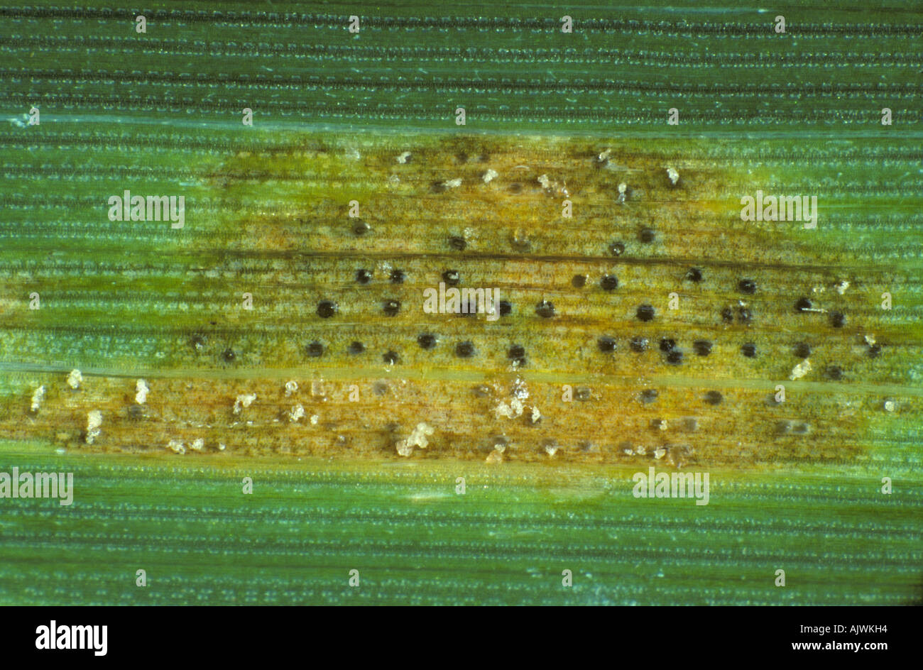 Septoria foglia macchia Zymosettoria lesione tritici con pycnidia cirri su foglia di grano Foto Stock