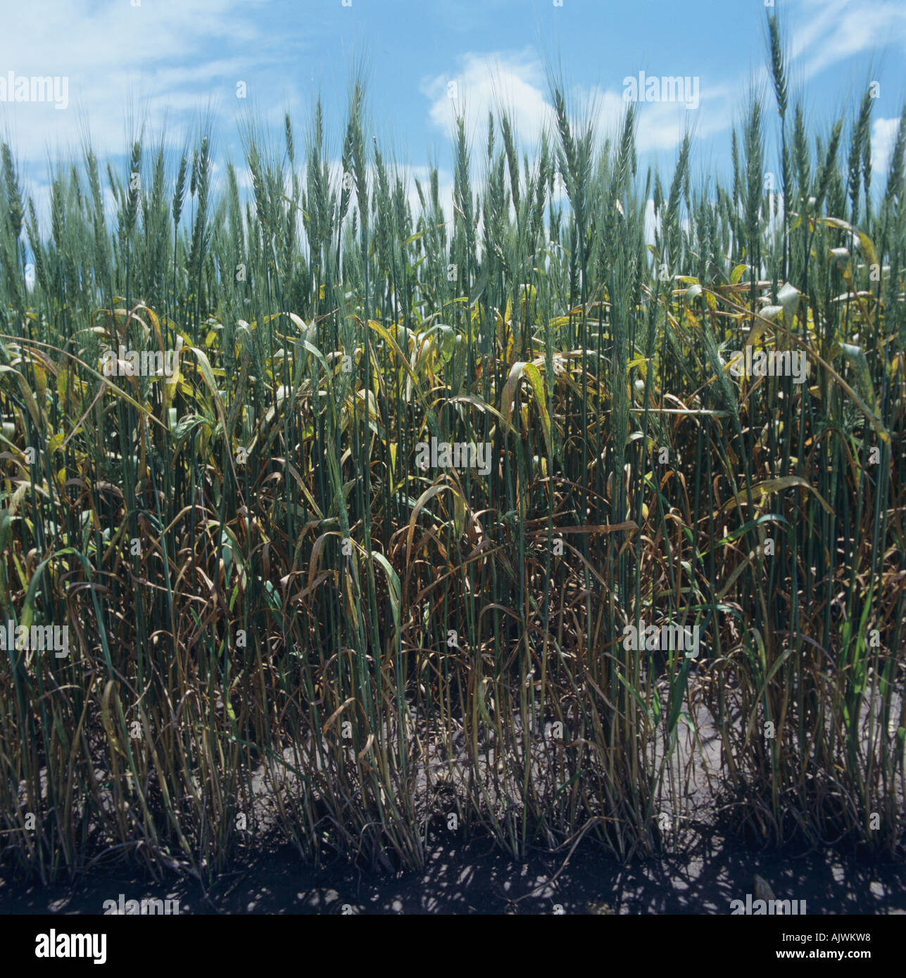 Foglia di frumento o marrone ruggine, Puccinia triticina (confronti di Recondita) infezione sulla maturazione awned coltivazione di grano in orecchio, Kansas Foto Stock