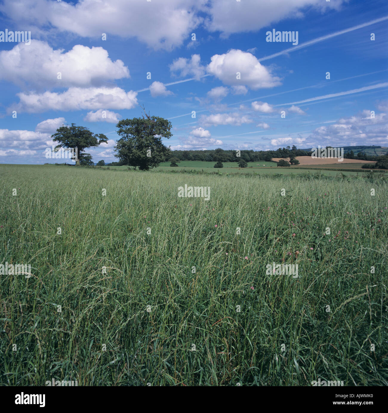 Maturare la semina di loglio Lolium sp ley in estate Foto Stock