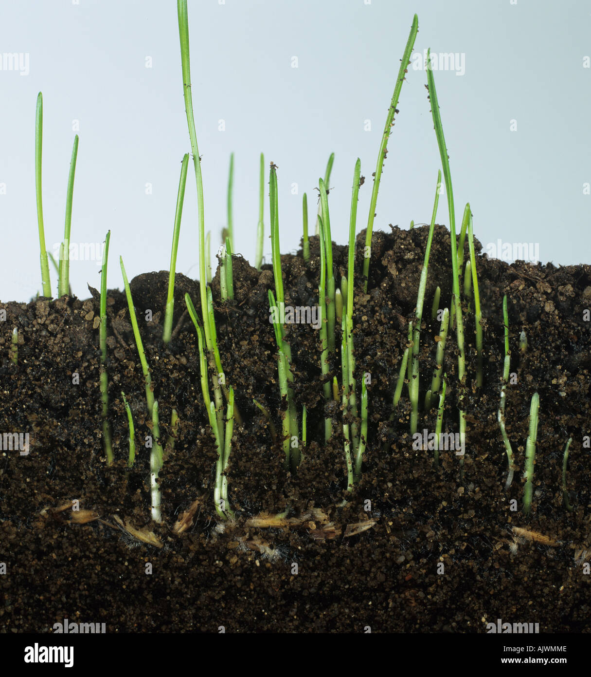 Erba di prato la germinazione di semi per mostrare le radici e sviluppo di germogli Foto Stock