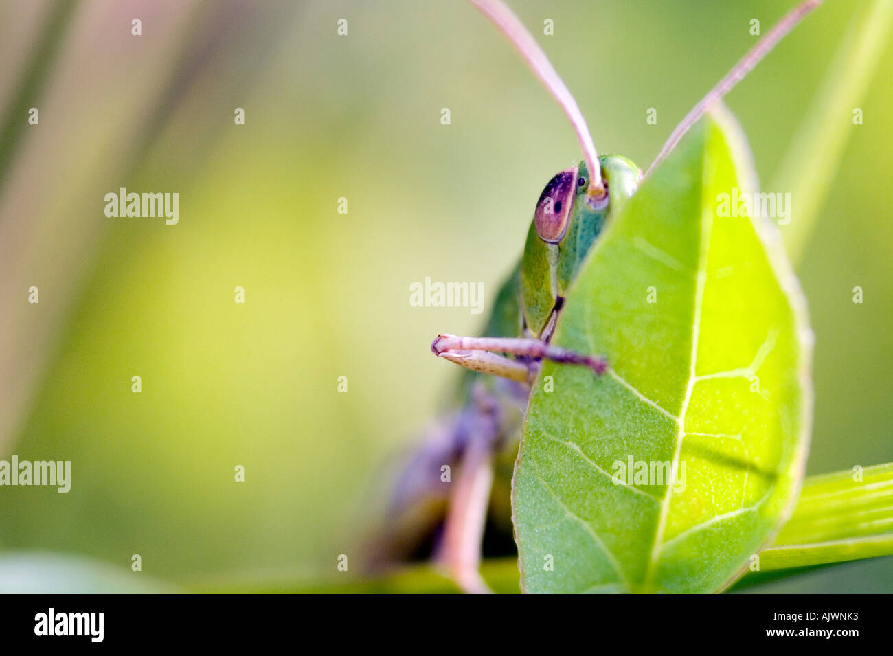 Chorthippus parallelus. Close-up di prato grasshopper metà dietro una foglia nella campagna inglese Foto Stock