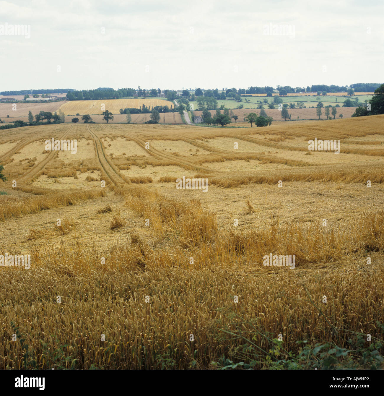 Un raccolto di grano maturo appiattito da tempeste estive Foto Stock