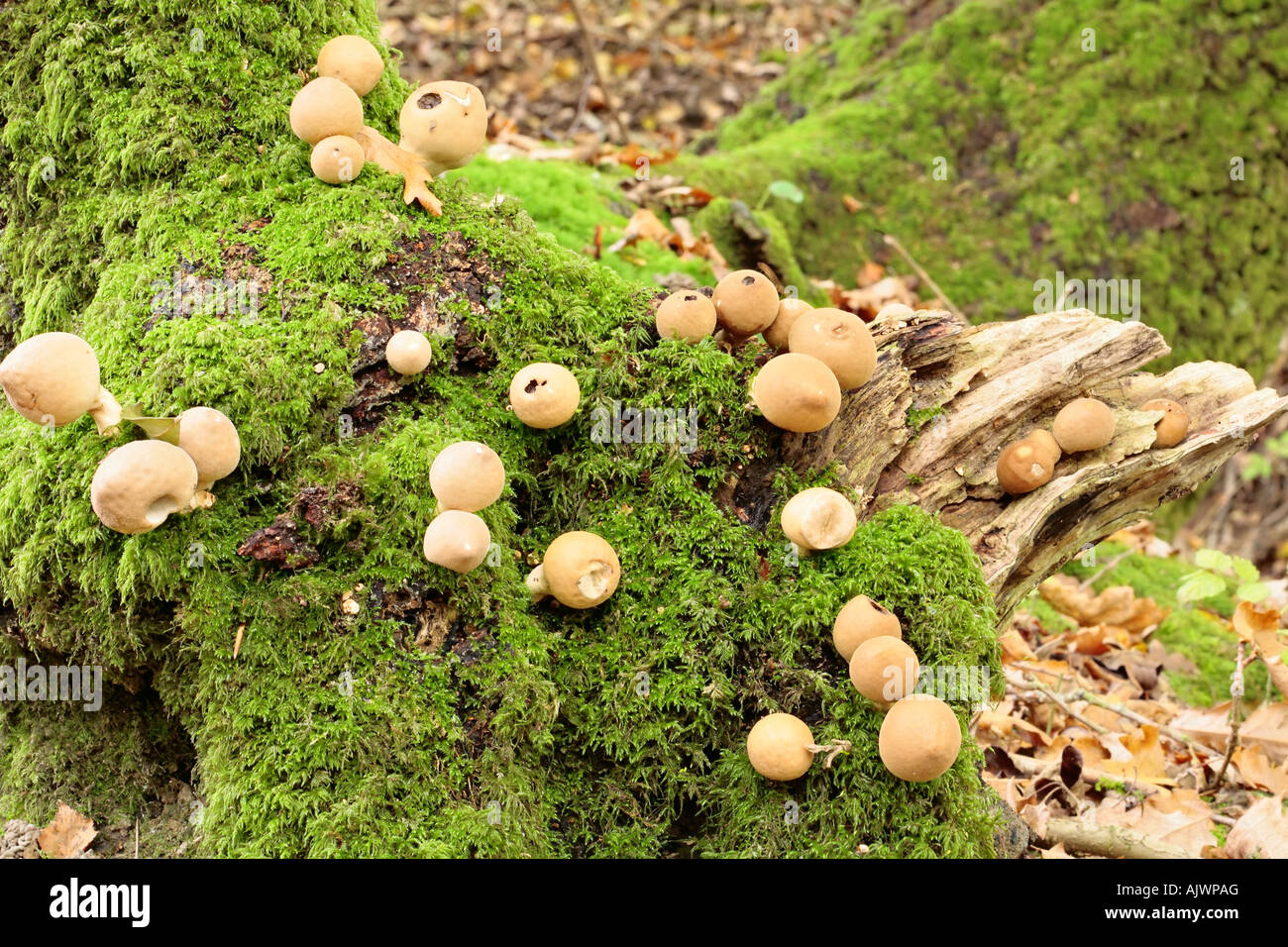 Cluster di funghi Puffball (Lycopersdon) che crescono su lichen base coperta di albero nel bosco del Sussex in autunno Foto Stock