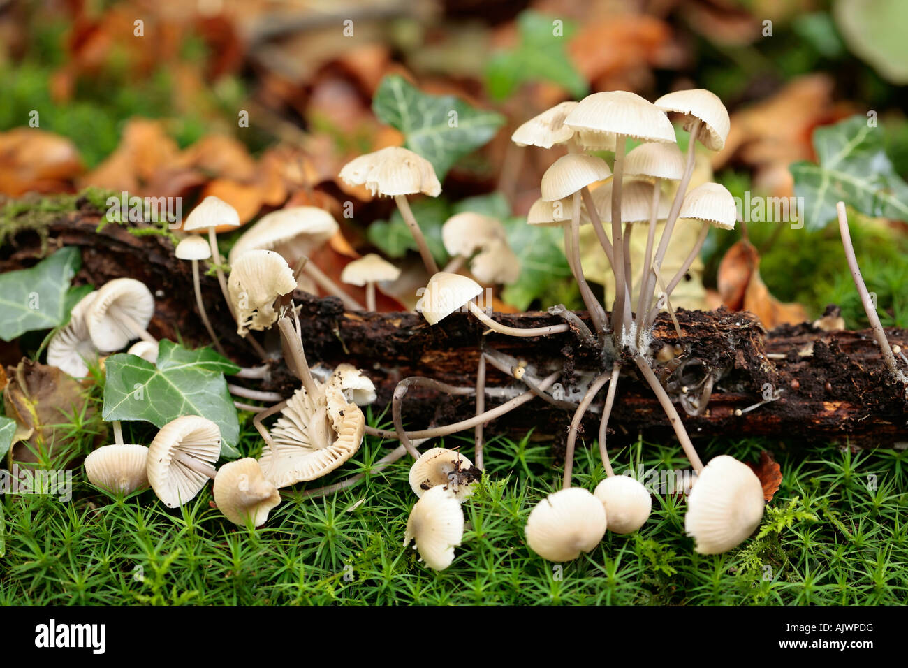 Micena fungi in crescita sul tronco marcio sul pavimento boschivo del Sussex. Inghilterra, Regno Unito Foto Stock