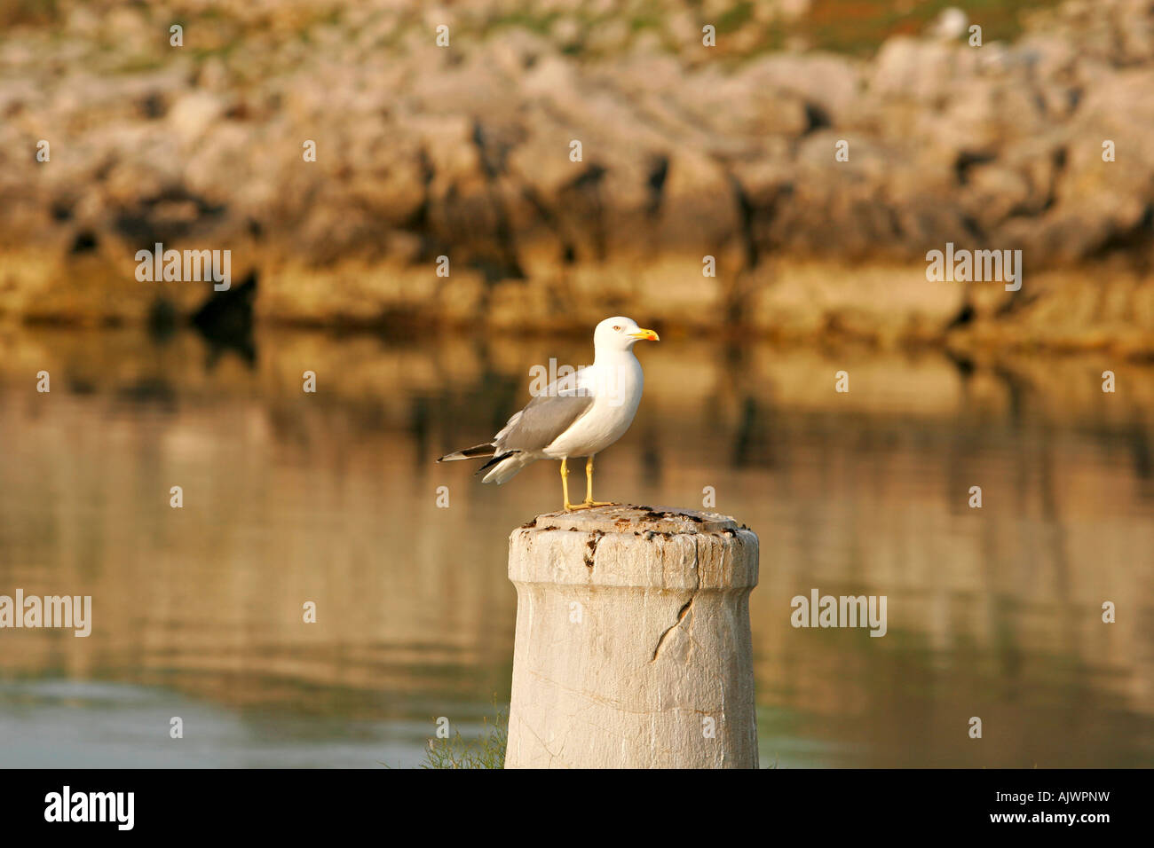 HRV Kroatien Insel Trstenik 25 05 2007 Moewe im Morgenlicht | Croazia 25 05 2007 Sea Gull nella luce del mattino Foto Stock