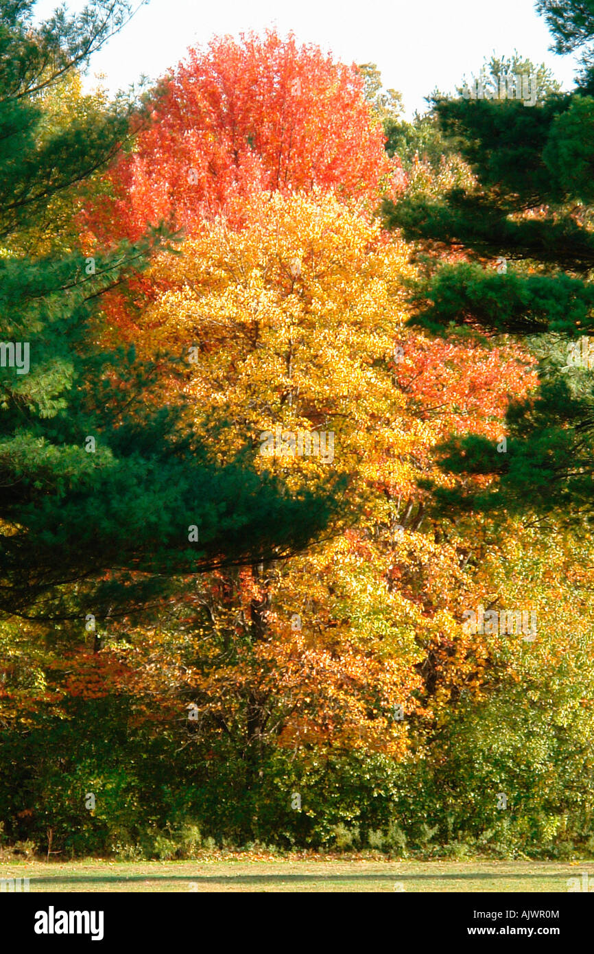 Caduta delle Foglie Foglie di autunno in una luminosa giornata di sole spazio copia Foto Stock