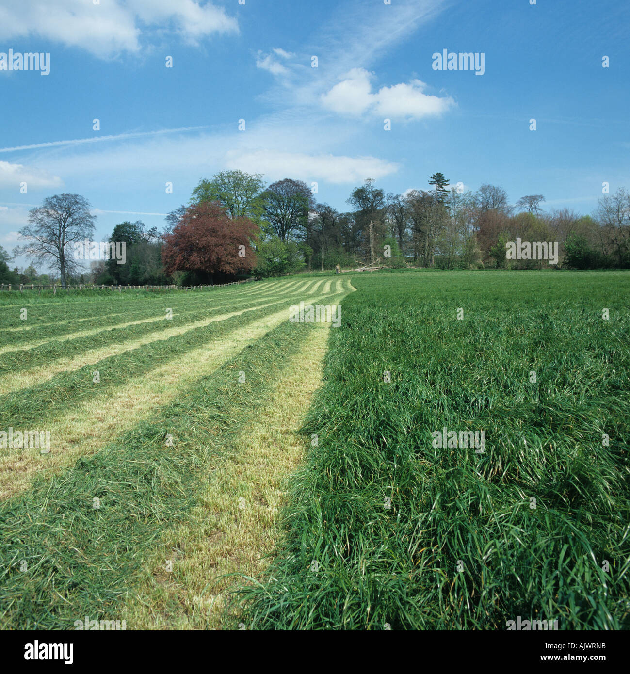 Vista della parte tagliata di loglio ley in piacevole Hamphire terreni agricoli campagna Foto Stock