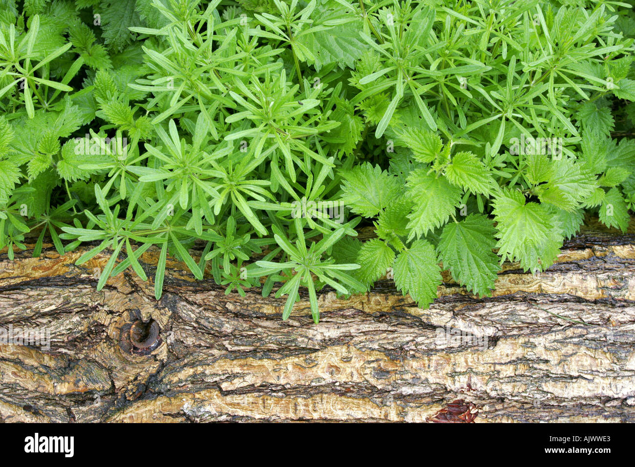 Dead willow tronco di albero di marciume sul pavimento di bosco tra sensazioni puntorie ortiche e altre erbe infestanti Foto Stock