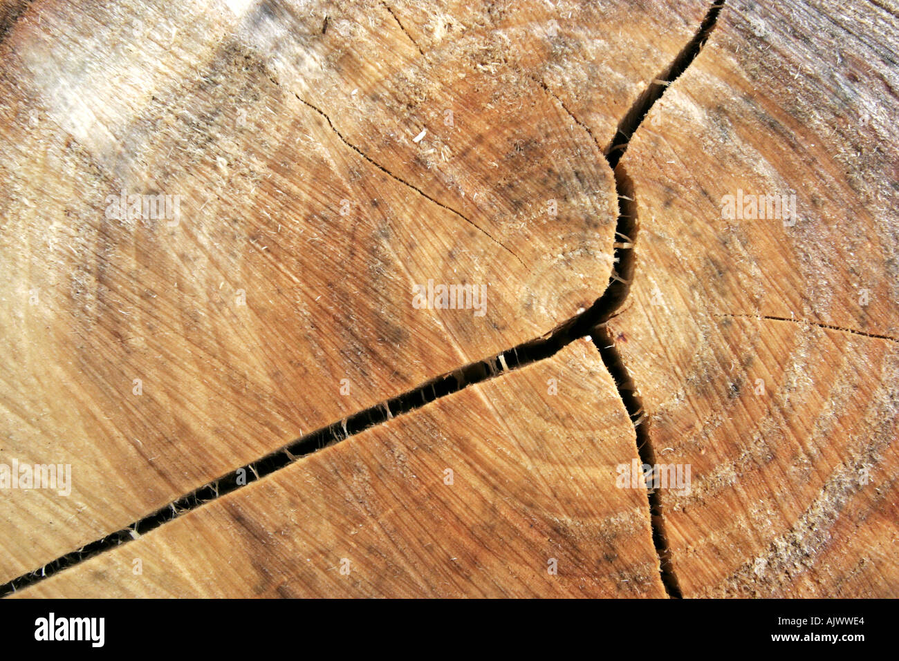Dead willow tronco di albero di marciume sul pavimento di bosco tra sensazioni puntorie ortiche e altre erbe infestanti Foto Stock