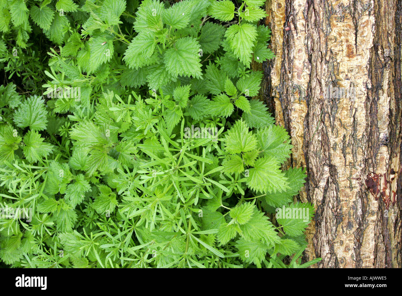 Dead willow tronco di albero di marciume sul pavimento di bosco tra sensazioni puntorie ortiche e altre erbe infestanti Foto Stock