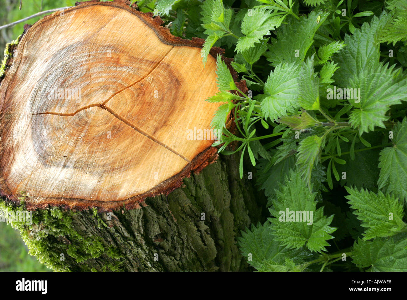 Dead willow tronco di albero di marciume sul pavimento di bosco tra sensazioni puntorie ortiche e altre erbe infestanti Foto Stock