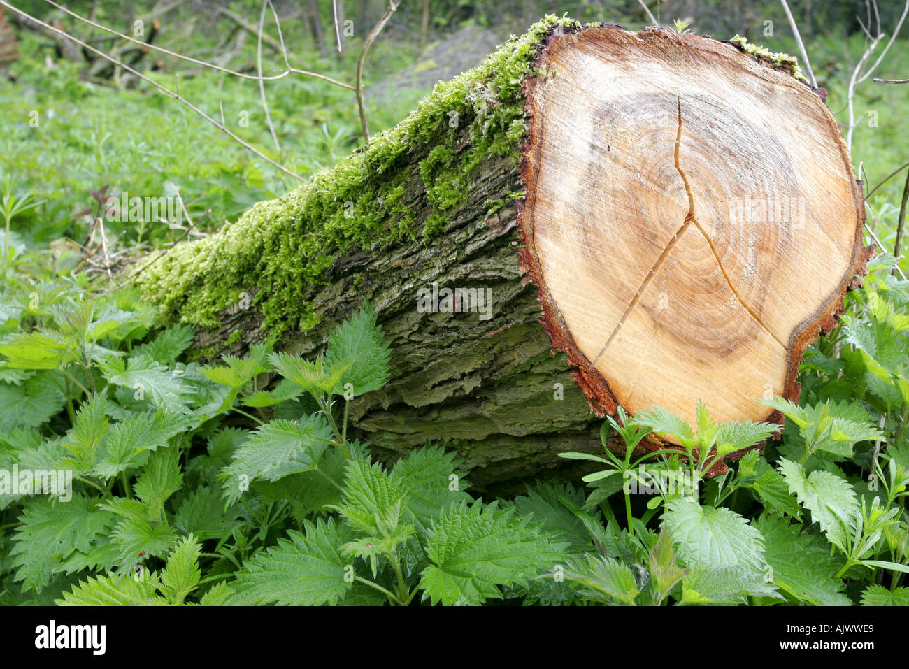 Dead willow tronco di albero di marciume sul pavimento di bosco tra sensazioni puntorie ortiche e altre erbe infestanti Foto Stock