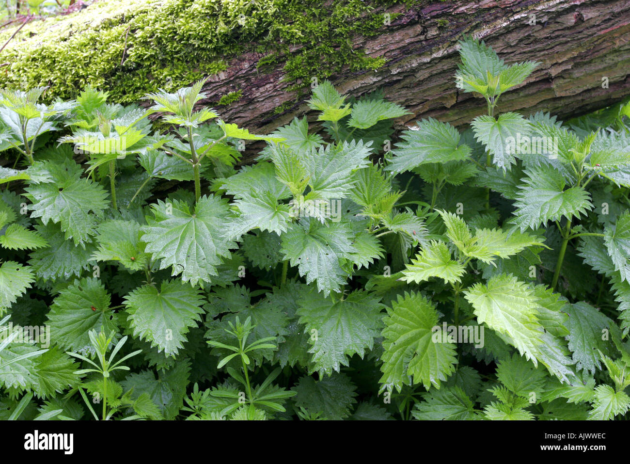 Dead willow tronco di albero di marciume sul pavimento di bosco tra sensazioni puntorie ortiche e altre erbe infestanti Foto Stock