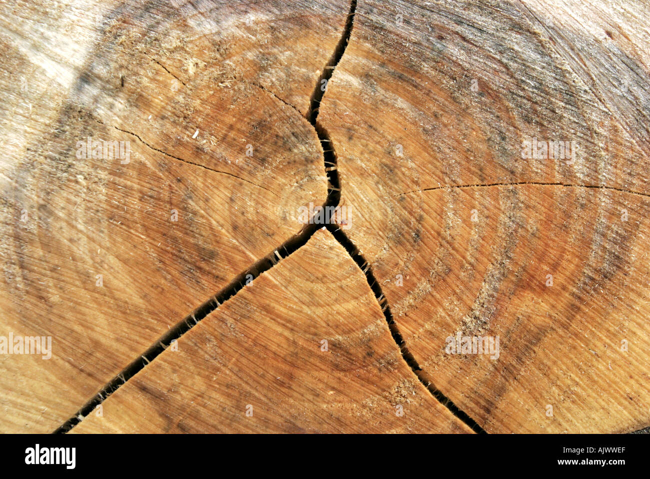 Dead willow tronco di albero di marciume sul pavimento di bosco tra sensazioni puntorie ortiche e altre erbe infestanti Foto Stock