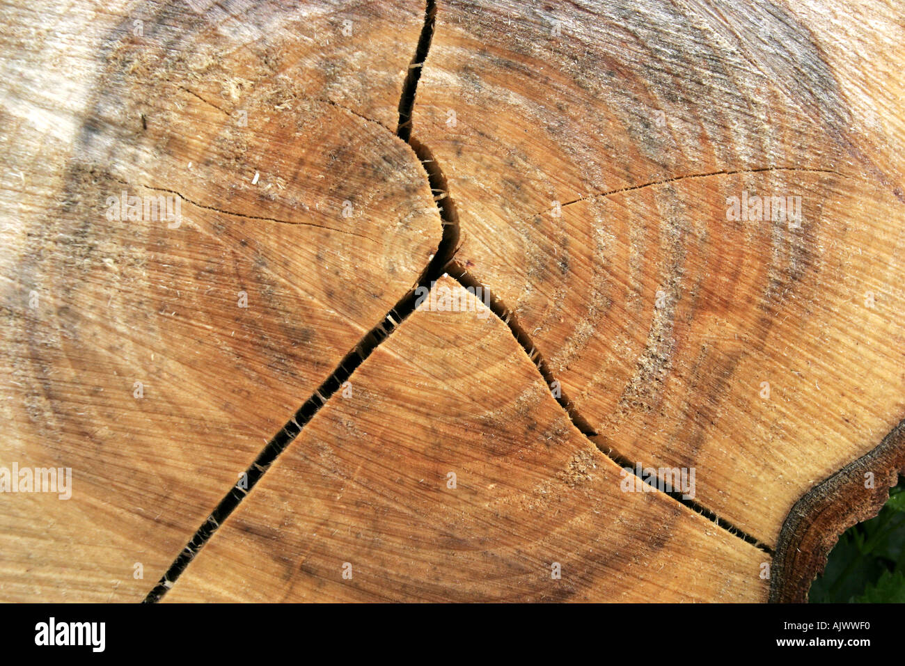 Dead willow tronco di albero di marciume sul pavimento di bosco tra sensazioni puntorie ortiche e altre erbe infestanti Foto Stock