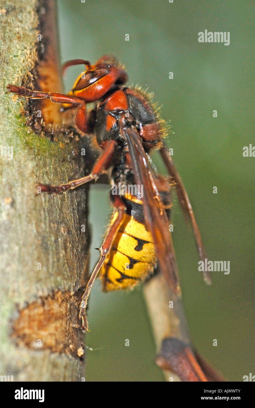 Unione Hornet (Vespra crabro) mordere attraverso la corteccia di un giovane ramoscello di cenere per bere fluente sap Foto Stock