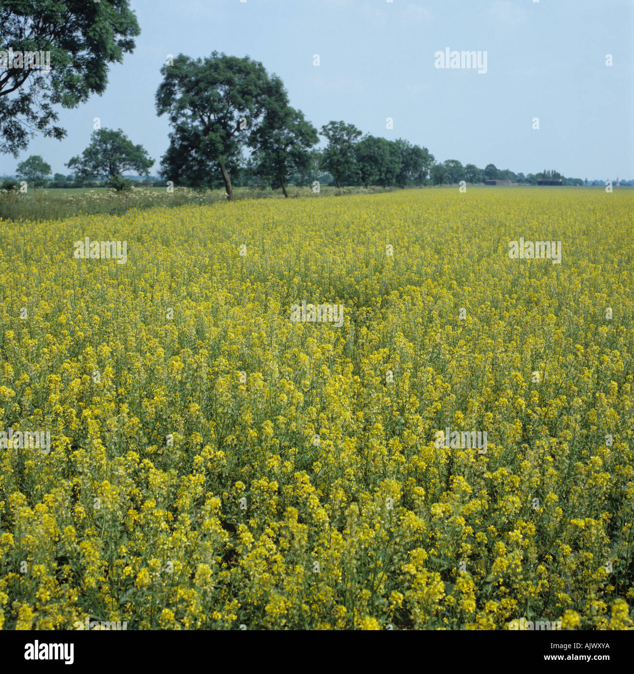 Un raccolto di fioritura di senape bruna Brassica juncea Cambridgeshire Foto Stock