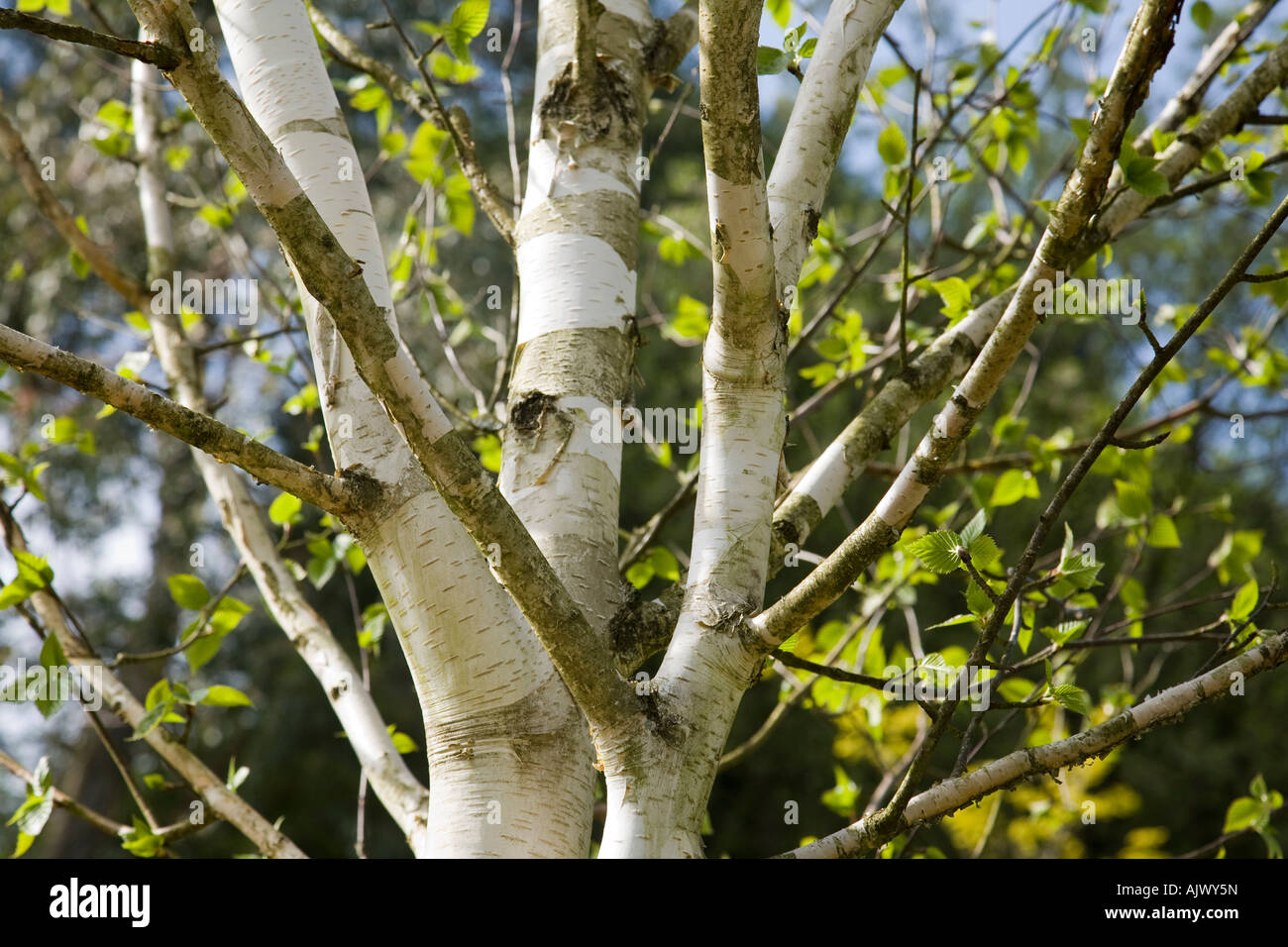 Close-up di un argento himalayana Birch (Betula utilis var. jacquemontii) mostra la corteccia bianco, Surrey, Inghilterra. Foto Stock