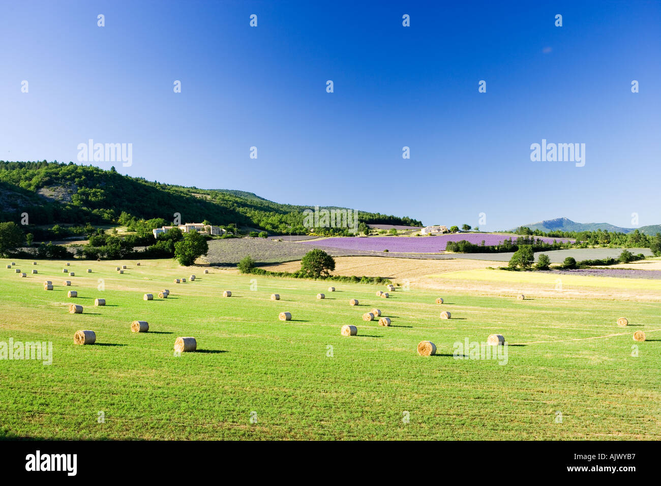 Francia Provenza Vaucluse regione rurale scena con campi di lavanda Foto Stock