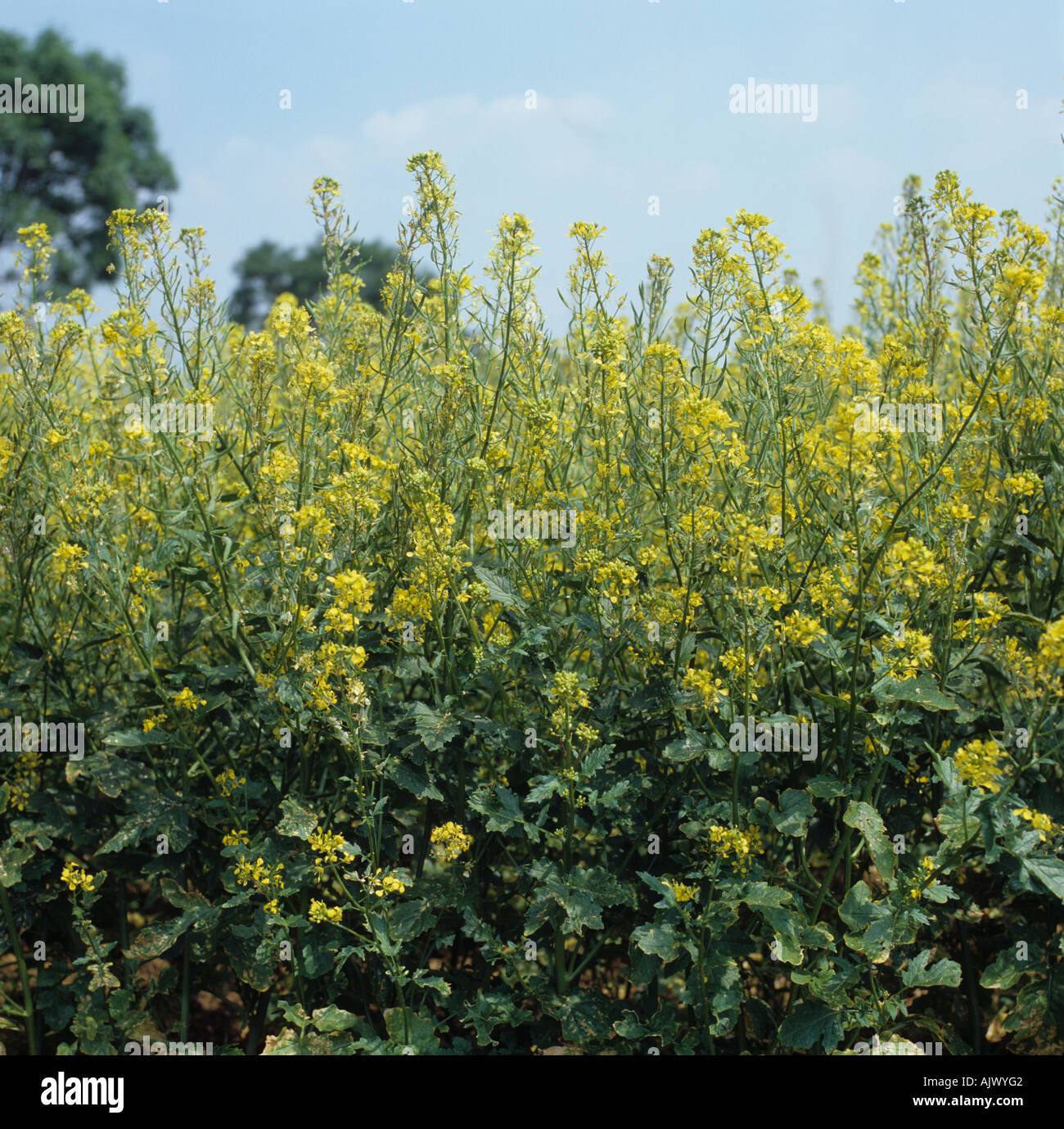 Mostarda marrone raccolto nel tardo fiore con seedpods formando Cambridgeshire Foto Stock