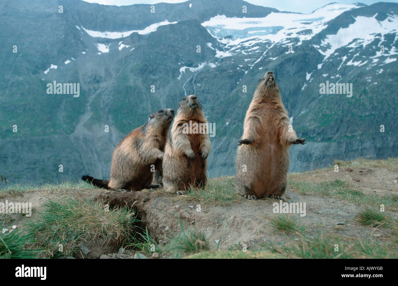 Marmotta alpina Foto Stock