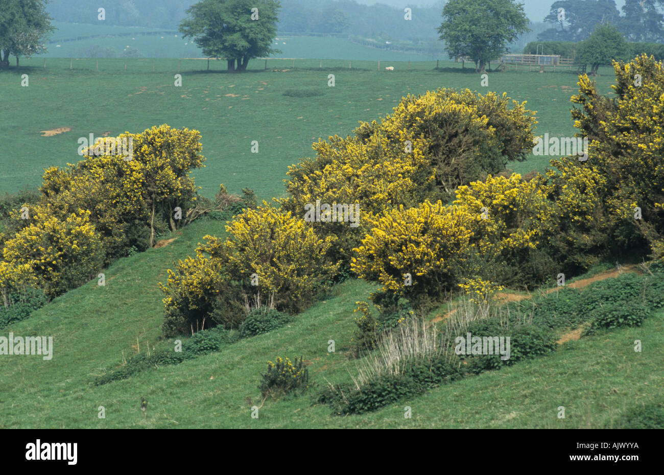 Fioritura boccole gorse Ulex Europaeus sull'erba dei pascoli Northamptonshire Foto Stock
