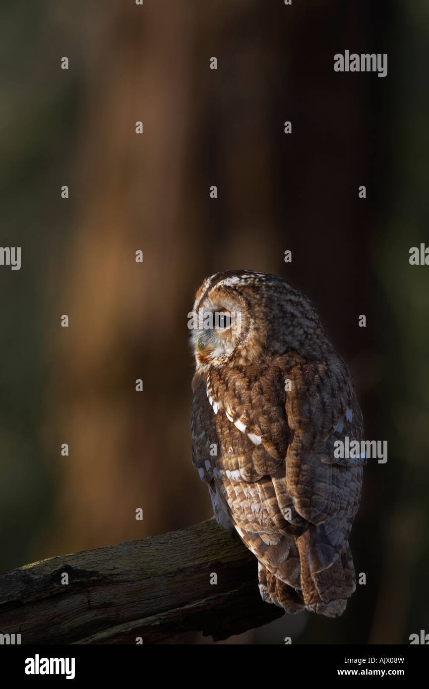 Gli uccelli: Allocco (Strix aluco) Foto Stock